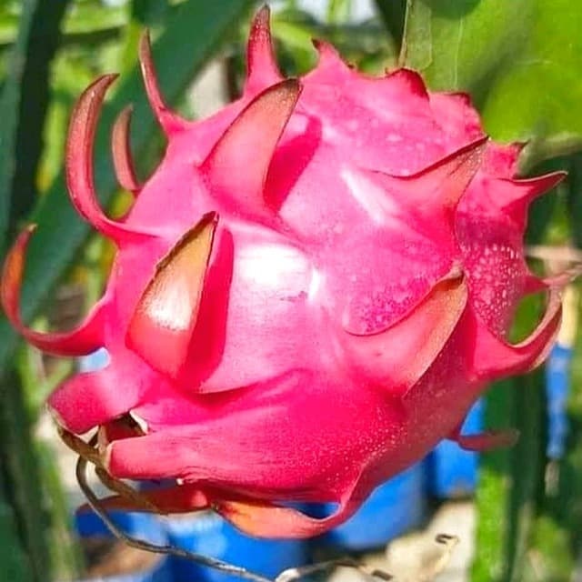 dragon fruit images