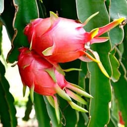 Sample Dragon Fruit Image