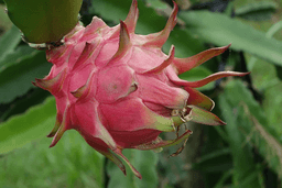 Sample Dragon Fruit Image