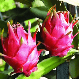 Sample Dragon Fruit Image